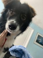 Border Collie Mix