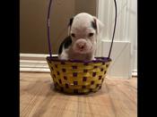 Boxer