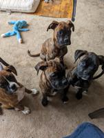 Boxers