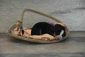 Entlebucher Mountain Dog
