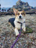 Pembroke Welsh Corgi