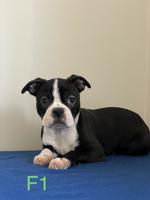 Boston Terrier