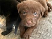 Labrador Retreiver