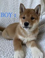 Shiba Inu