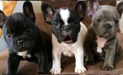 French Bulldog