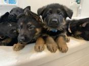 German Shepherd