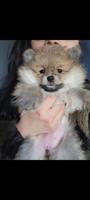 Pomeranian