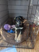 Rottweiler Shepard mix