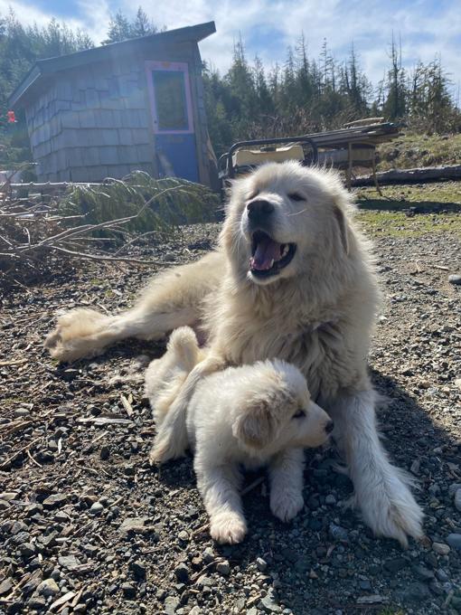 Great Pyrenees Purebred puppies