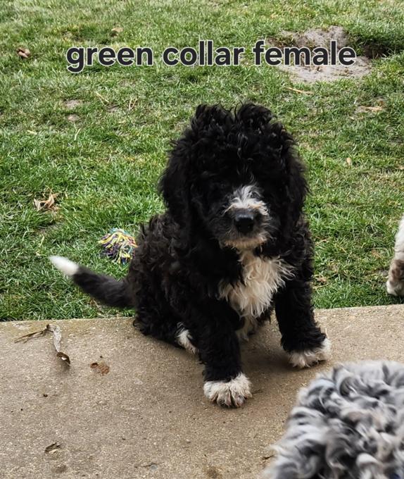 F1b Standard bernedoodles 