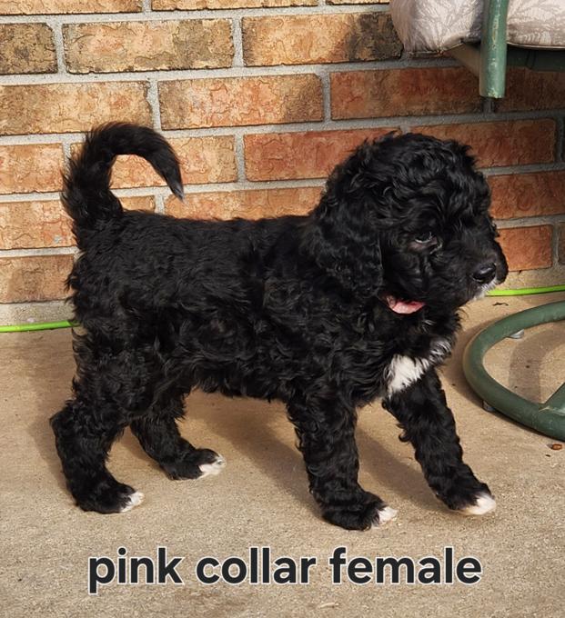 F1b Standard bernedoodles 