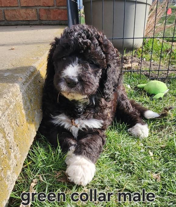 F1b Standard bernedoodles 