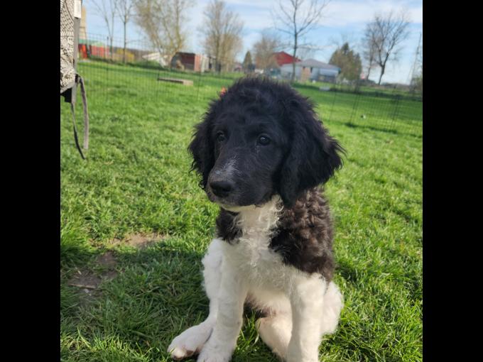 F1b Standard bernedoodles 