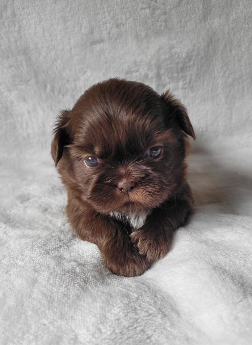 Shih tzu 
