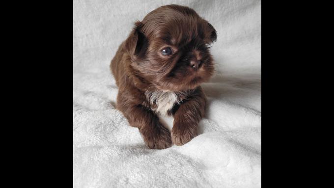 Shih tzu 