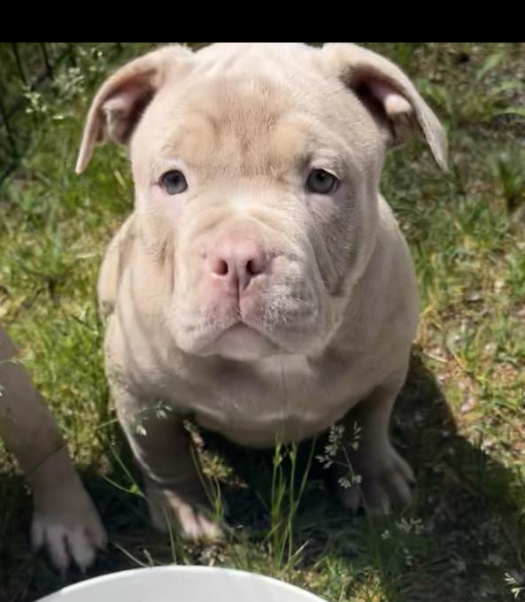 American Bulldog pocket bully 