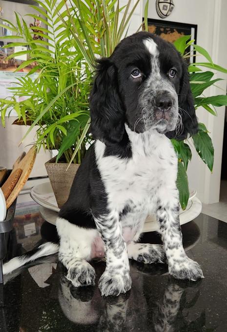 English springer spaniel puppies