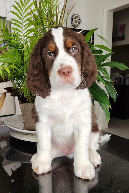 English springer spaniel puppies