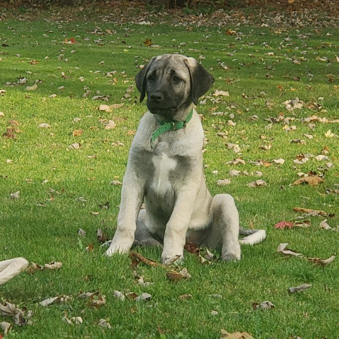 Turkish Kangal Shepherd
