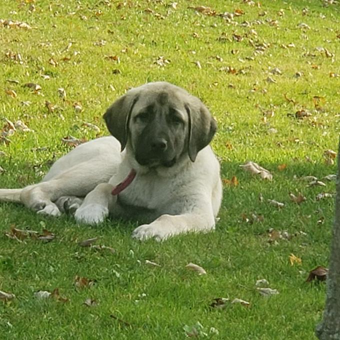 Turkish Kangal Shepherd