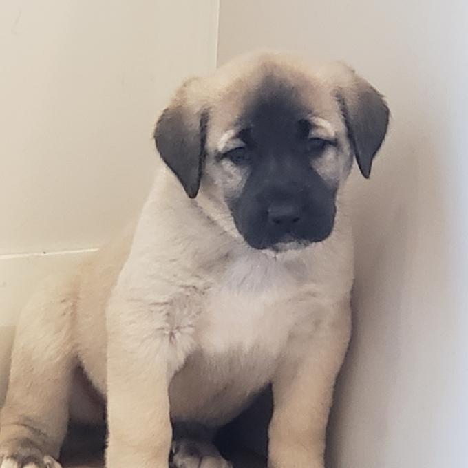Turkish Kangal Shepherd