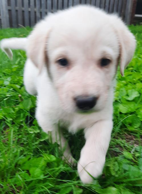 Golden Retriever/Sheppard