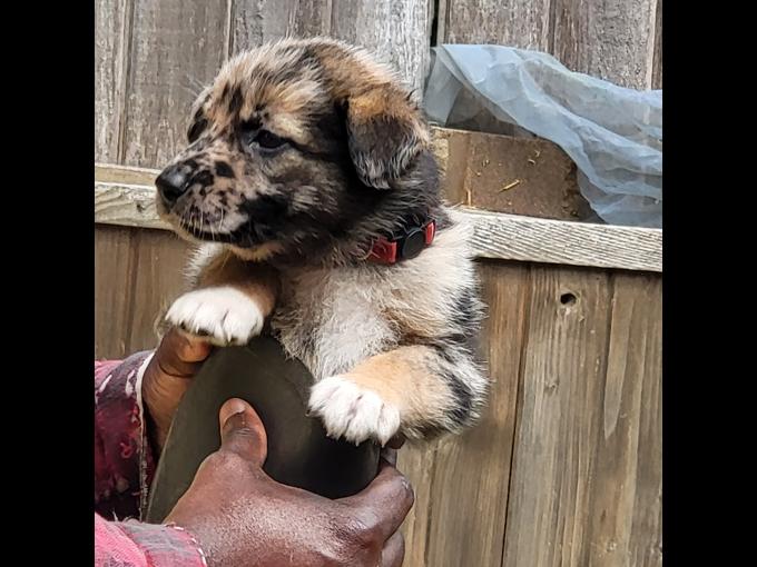 German Shepherd crossed with Australian Shepherd