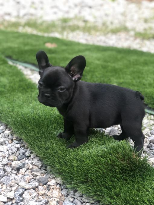 French Bulldog Puppies