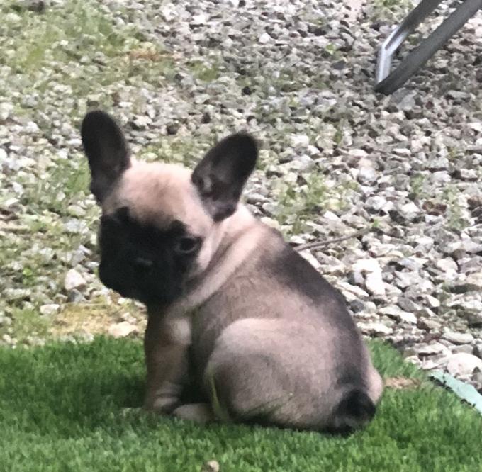 French Bulldog Puppies