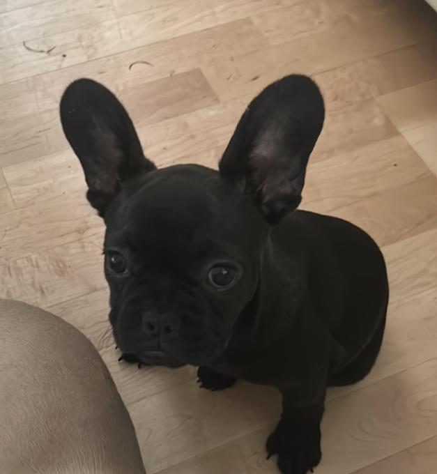 French Bulldog Puppies