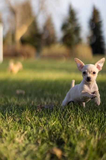 Chihuahuas