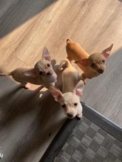 Chihuahuas