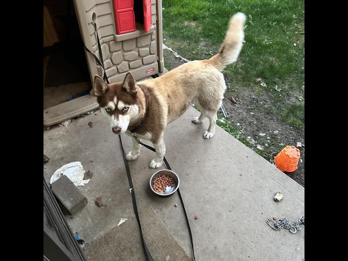 Husky