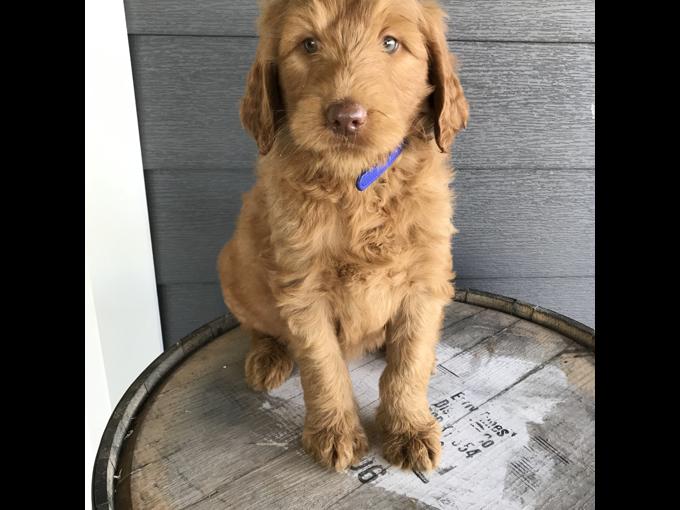 Labradoodle