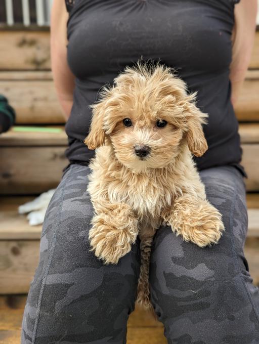 Yorkie Poodle