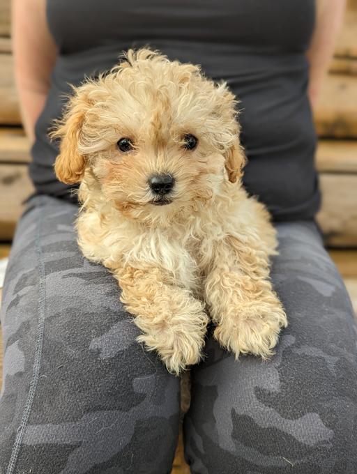 Yorkie Poodle