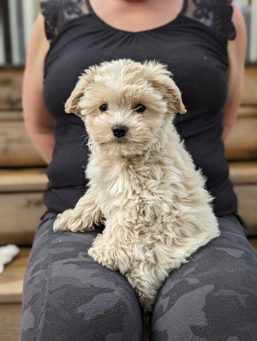 Yorkie Poodle