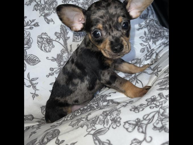 Chiots pinscher nain