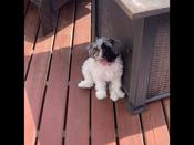 Havanese minature pooe