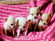 Chihuahua