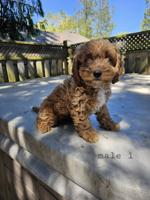 Cockapoo