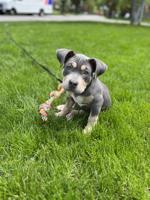 Pocket Bully