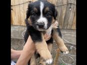 Australian Shepherd/Bernese Mountain Dog