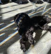 Shih poo