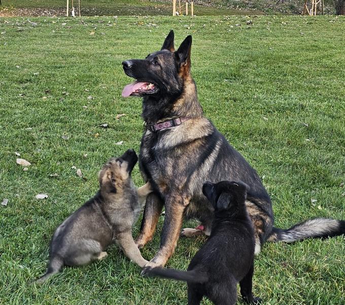 German Shepherd