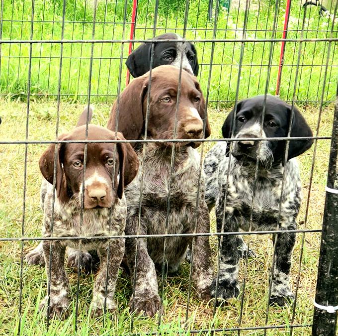 German Shorthair Pointers