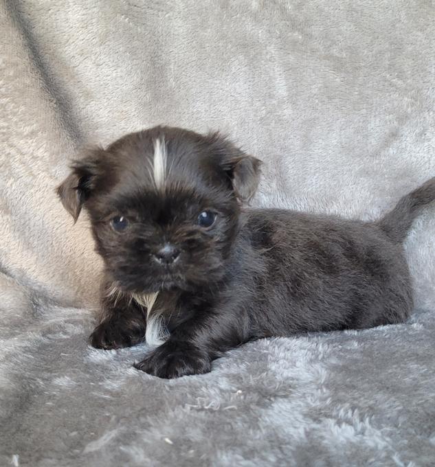 Imperial Shih-tzu