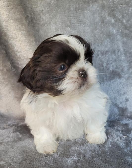 Imperial Shih-tzu