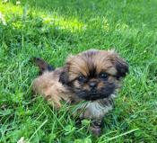 Imperial Shih-tzu