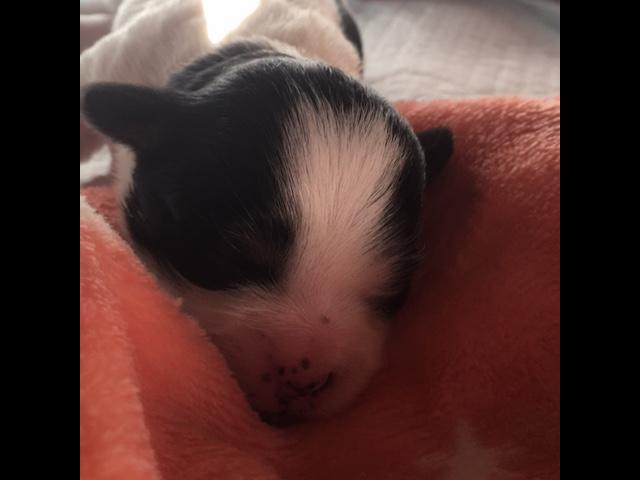 shorkie tzu
